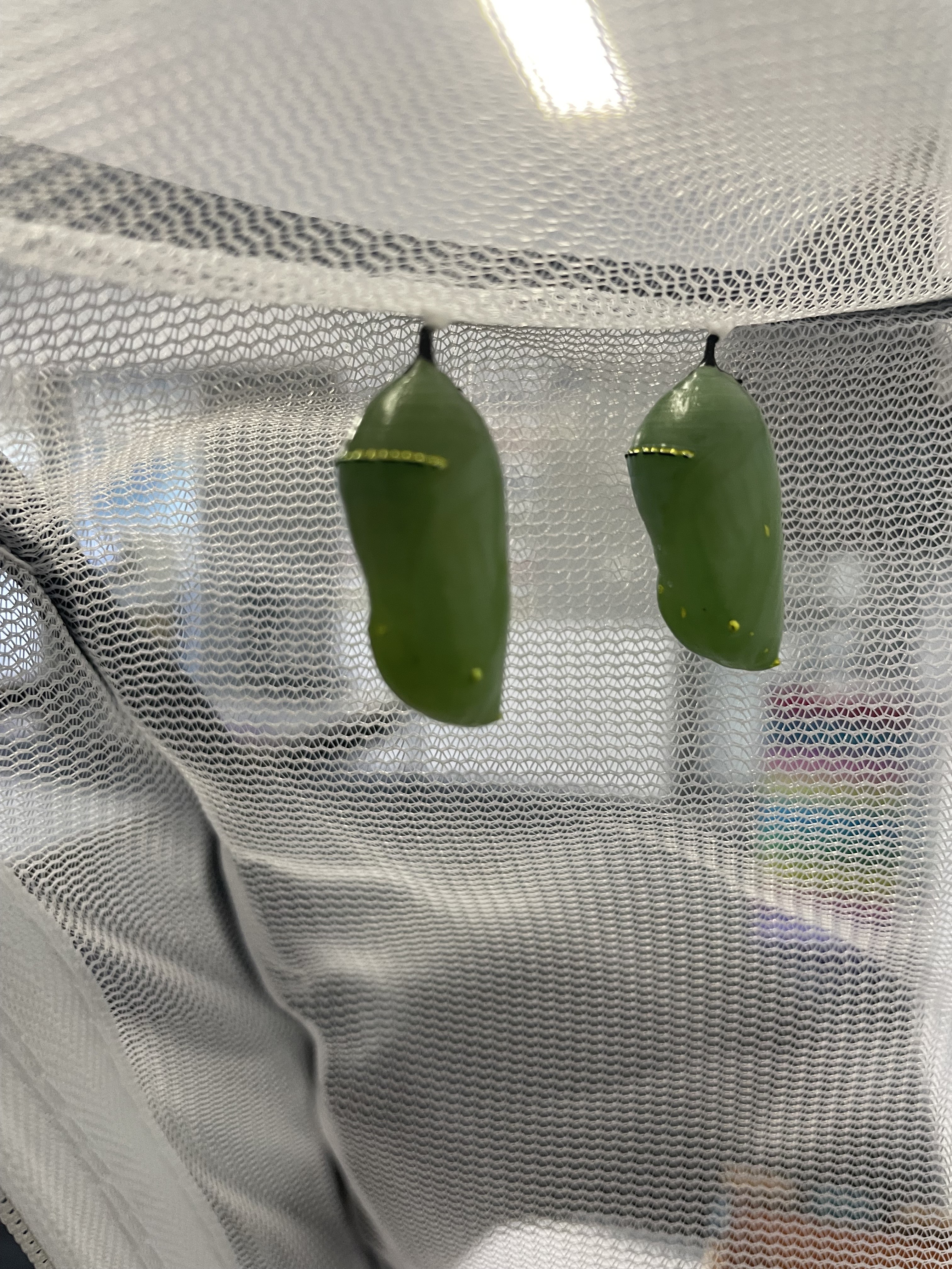 /uploaded_files/media/gallery/1678929739chrysalis 1.jpg